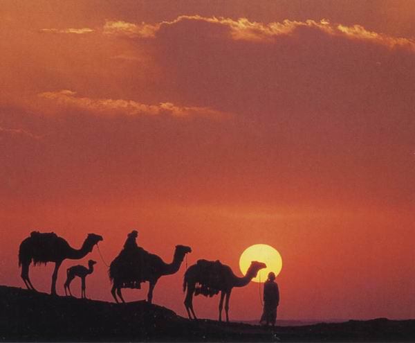 Camel caravan on the Silk Road