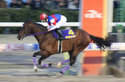 Jockey in Horse Race