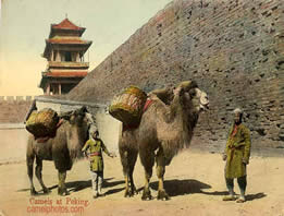 Bactrian camel along the Great Wall