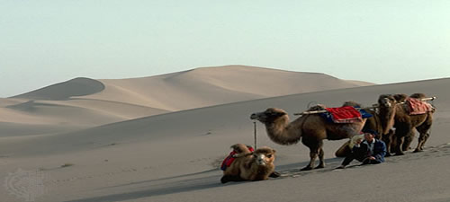 Bactrian camels in caravan crossing the Taklamakan Desert
