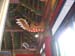 zqBongwonsaTempleCeiling2
