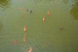 Click for preview picture of "SCT79 (3000 x 1994)"